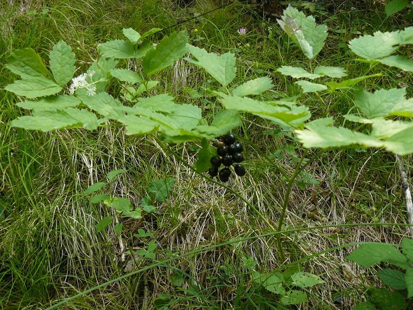 Actaea spicata / Barba di capra